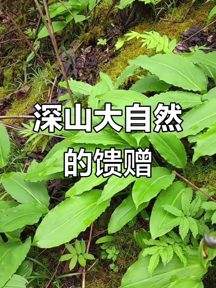 大山里的野菜大赏:牛尾笋、鹿耳韭,偏头菜和雪芽菜的秘密