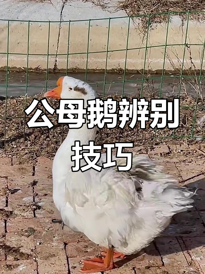 5招轻松分辨公母鹅,一看就懂