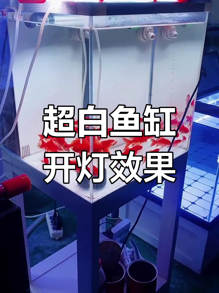 鱼缸灯光效果大揭秘,增艳灯让水族更美丽