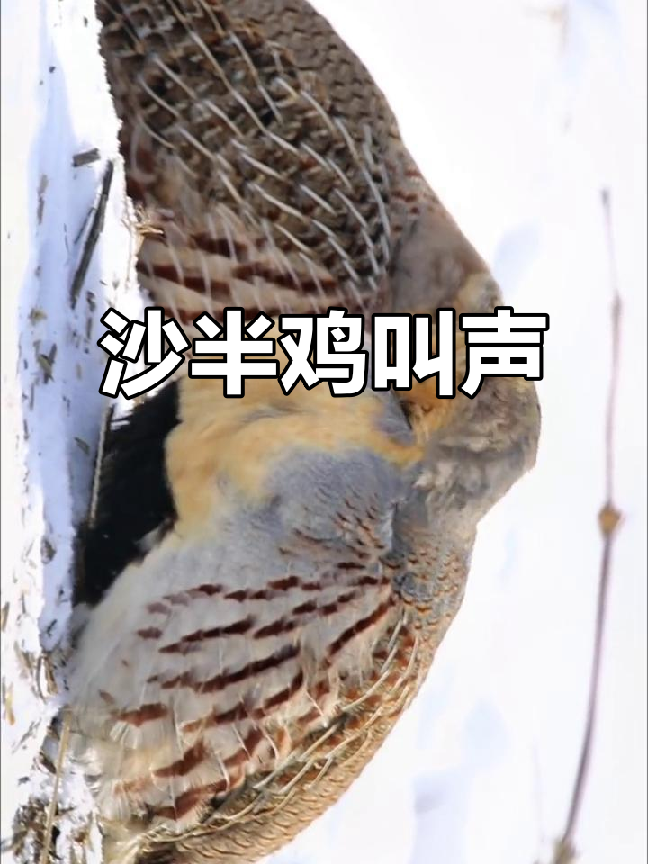 野生沙半鸡鸣叫,声音清脆悦耳