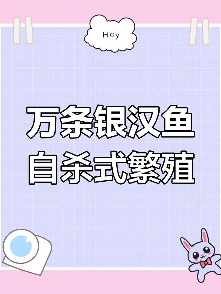 数十万银汉鱼海滩交配,海鸥抢食