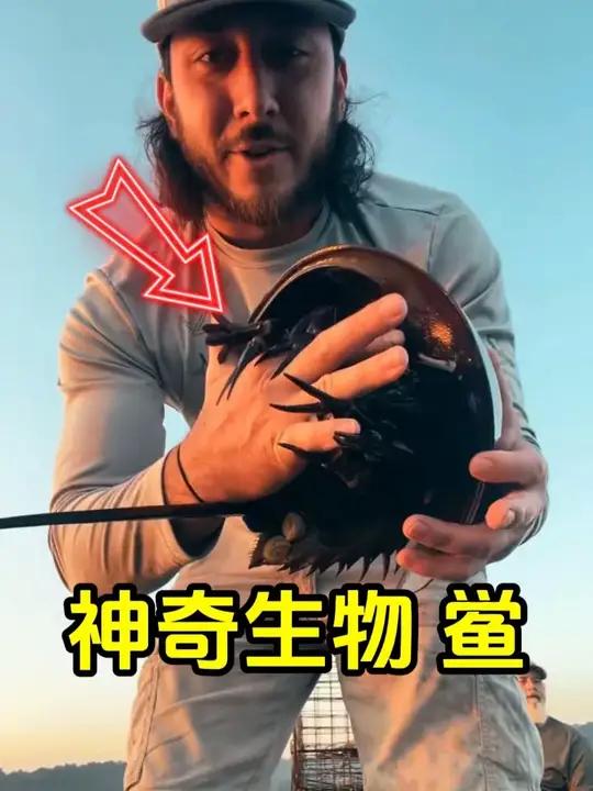 从恐龙时代延续至今的奇迹生物,珍稀的“活化石 ”鲎
