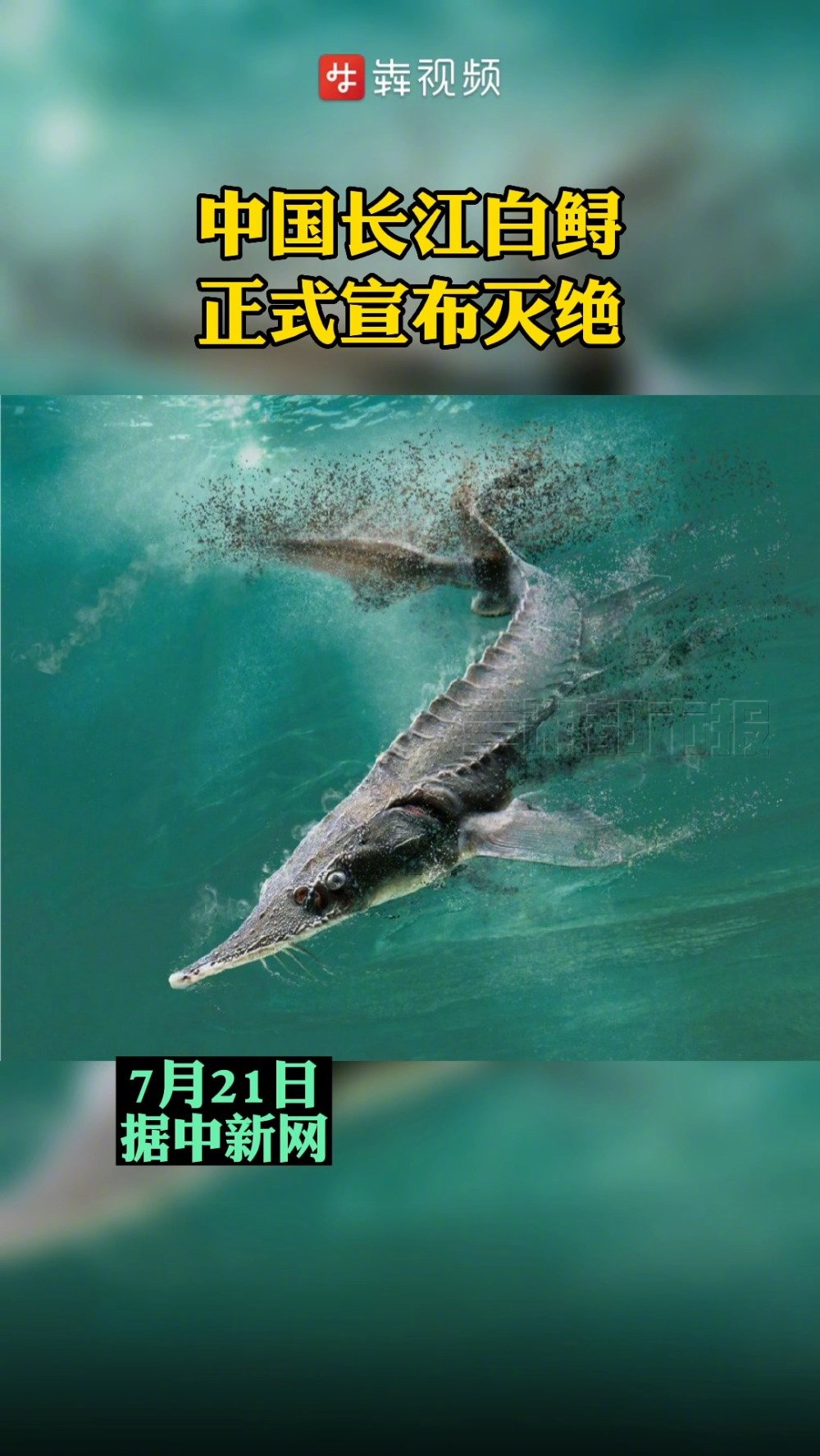 「中国长江白鲟正式宣布灭绝」7月21日,世界自然保护联盟更新濒危物种红色名录,有着“中国淡