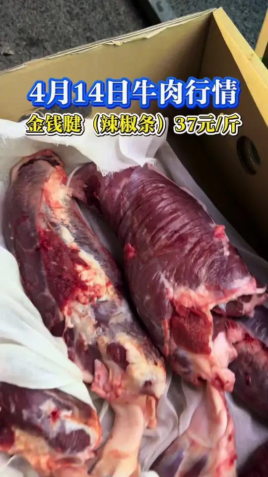今日牛肉行情 4月14日金钱腱（辣椒条）37元一斤，比进口的冻品金钱腱还要便宜。#牛肉 #