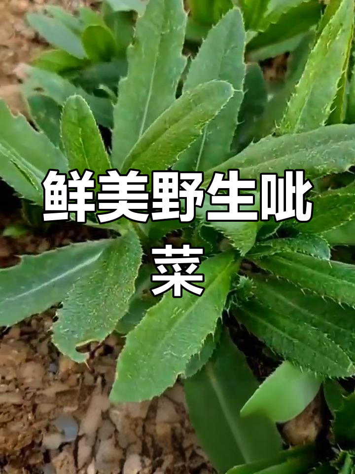 野菜呲菜的独特美味与健康功效,凉拌做法超简单