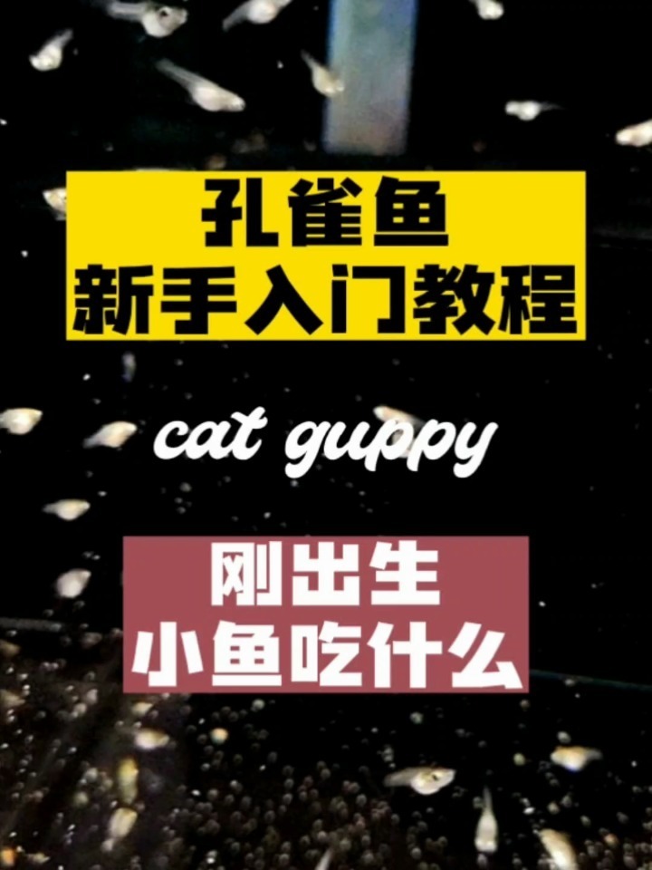 《孔雀鱼新手入门教程》刚出生小鱼吃什么