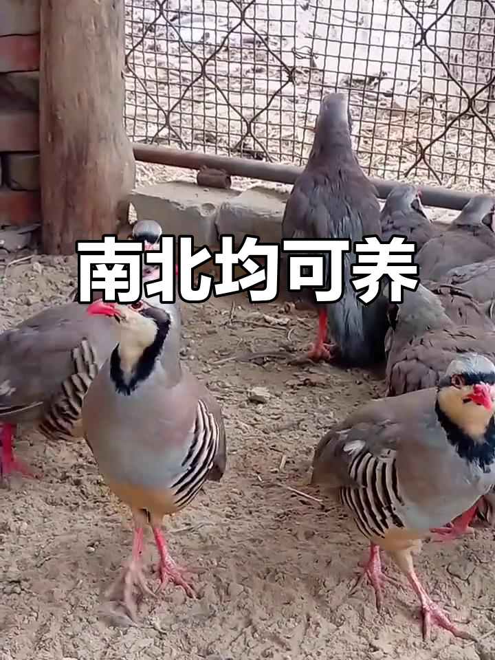 呱啦鸡与鹧鸪,南北皆可繁殖,一公三母最佳组合