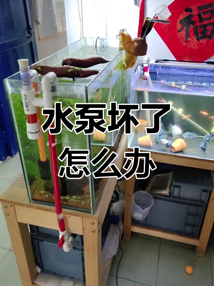 底滤水泵不坏,鱼缸水能抽走吗?