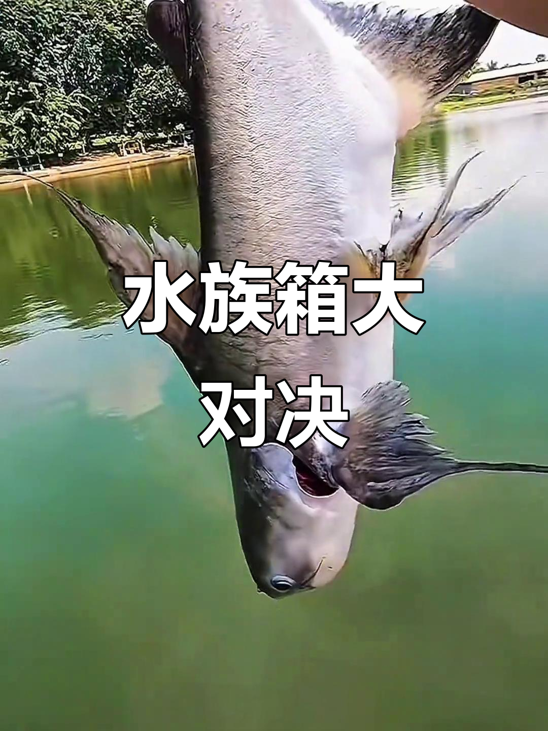2026年,挑战巨型淡水鱼混养,能否和谐共处?