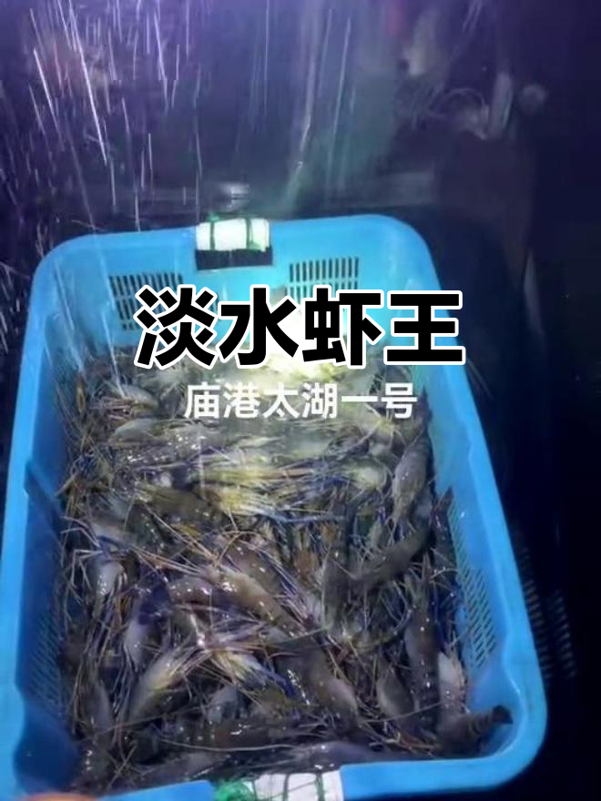 太湖青虾，大如手掌，比螃蟹更贵，堪称淡水美味之王