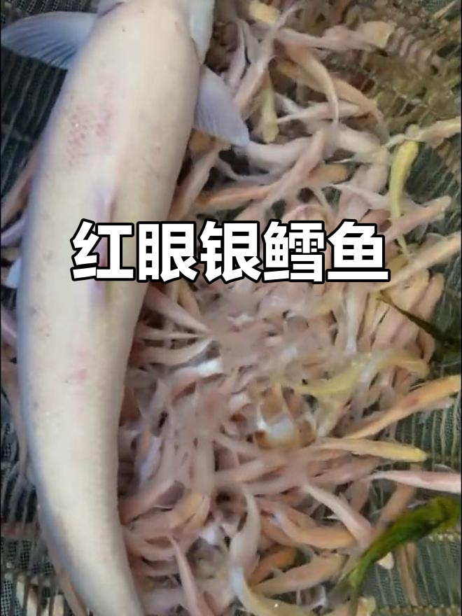 红眼银鳕鱼,吃草长大,一年增重1-2斤,美味又独特