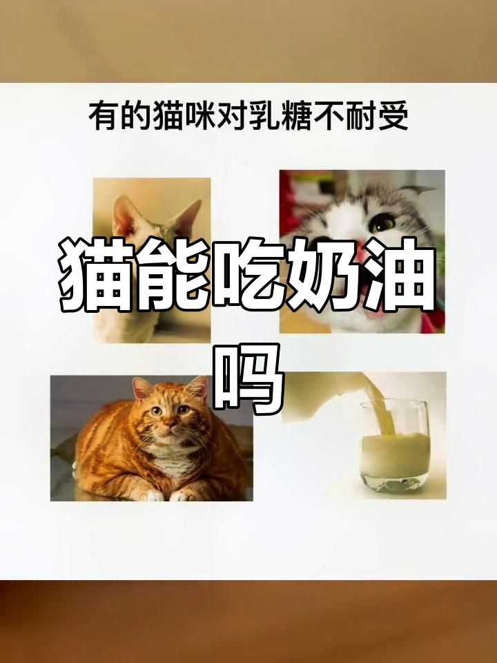 猫咪能吃奶油吗?了解糖分和乳糖的危害