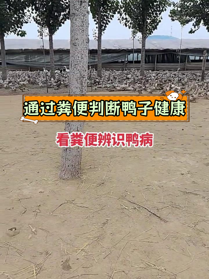 鸭粪异常揭示健康问题