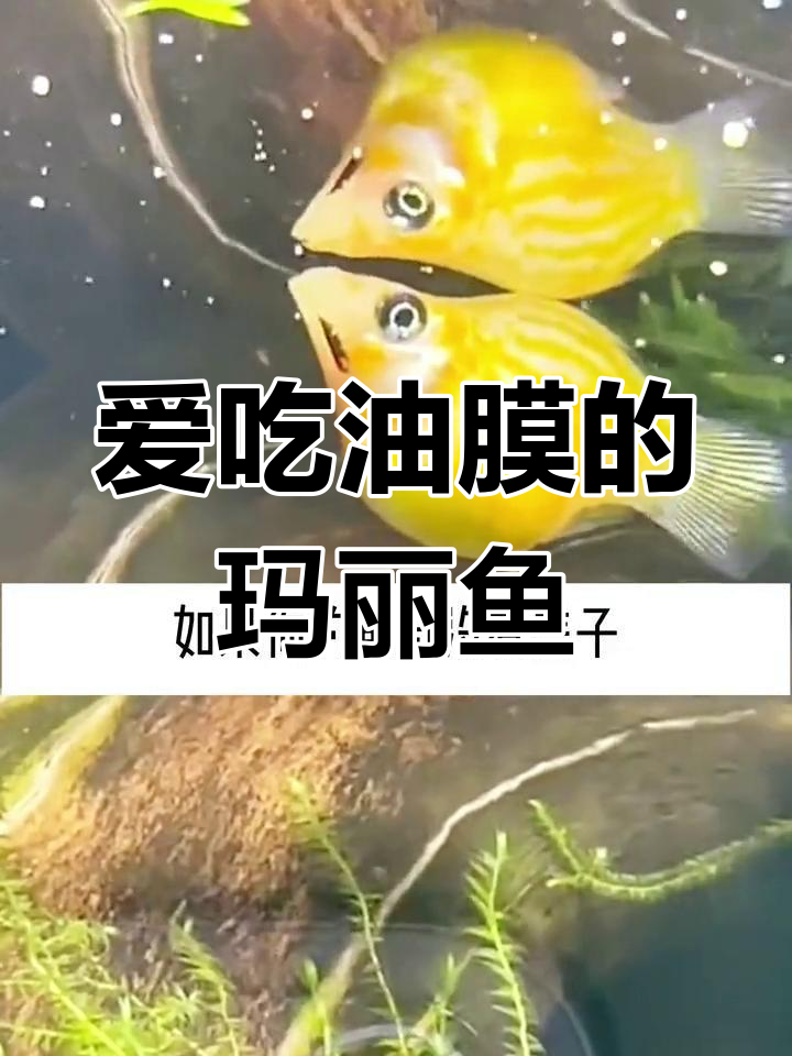 玛丽鱼:爱吃油膜的活泼胎生鱼,如何养护才能健康?