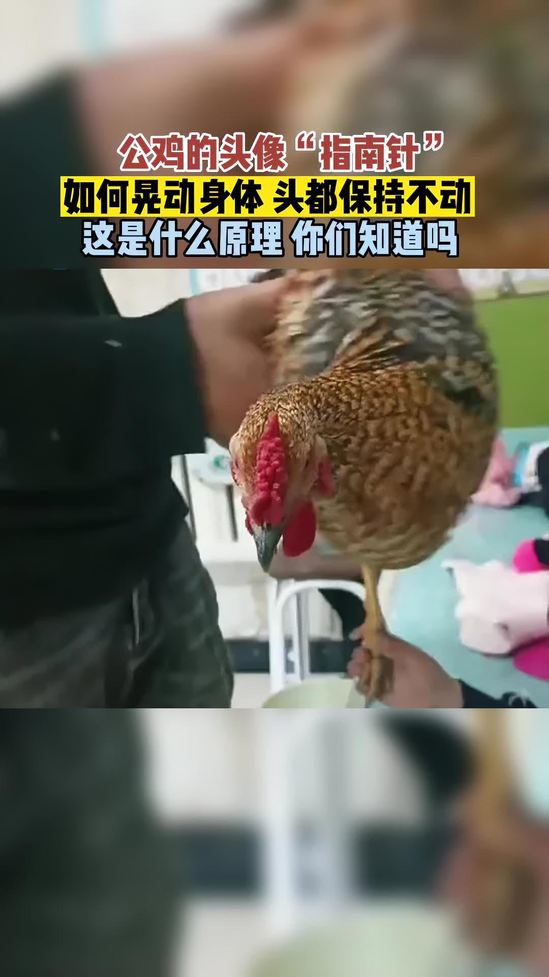 公鸡的头像“指南针”如何晃动身体头部都保持不动,这是什么原理,你们知道吗?