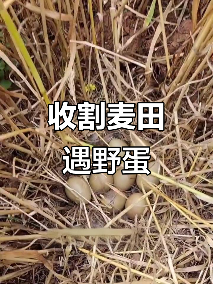 农民收割小麦时捡到一窝野鸡蛋,孵化过程惊心动魄