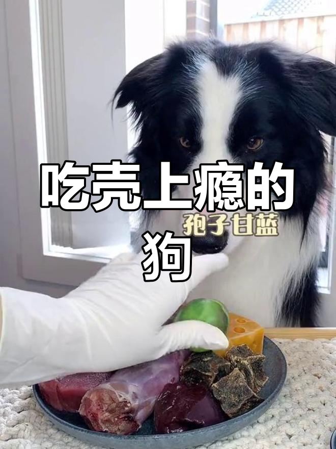 狗狗吃壳吃到停不下来,火鸡脖、鹿肉全都来试试