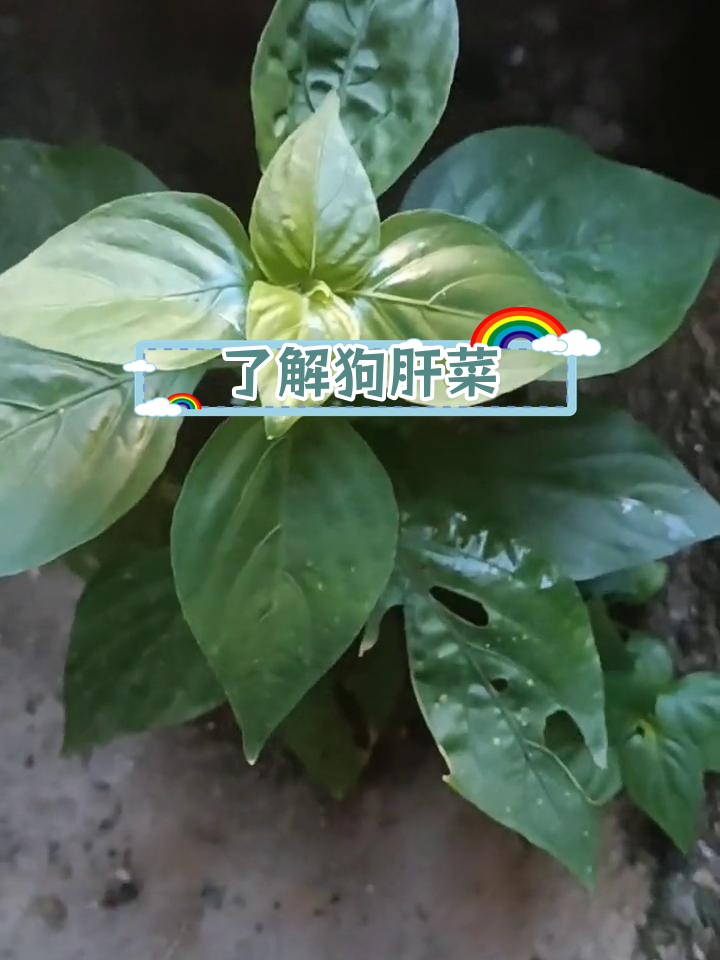 狗肝菜:路边常见草本植物解析