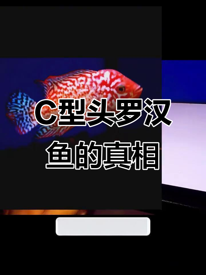 什么是C型头罗汉鱼?购买金花火凤压成注意事项