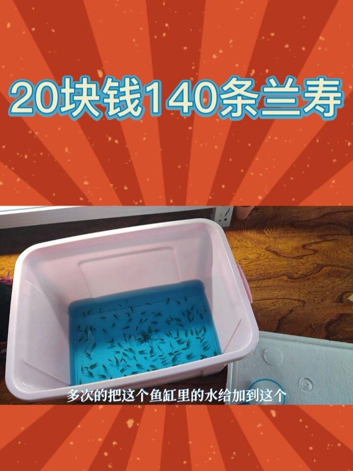 「初一」20块钱买了140条兰寿,能养活吗?