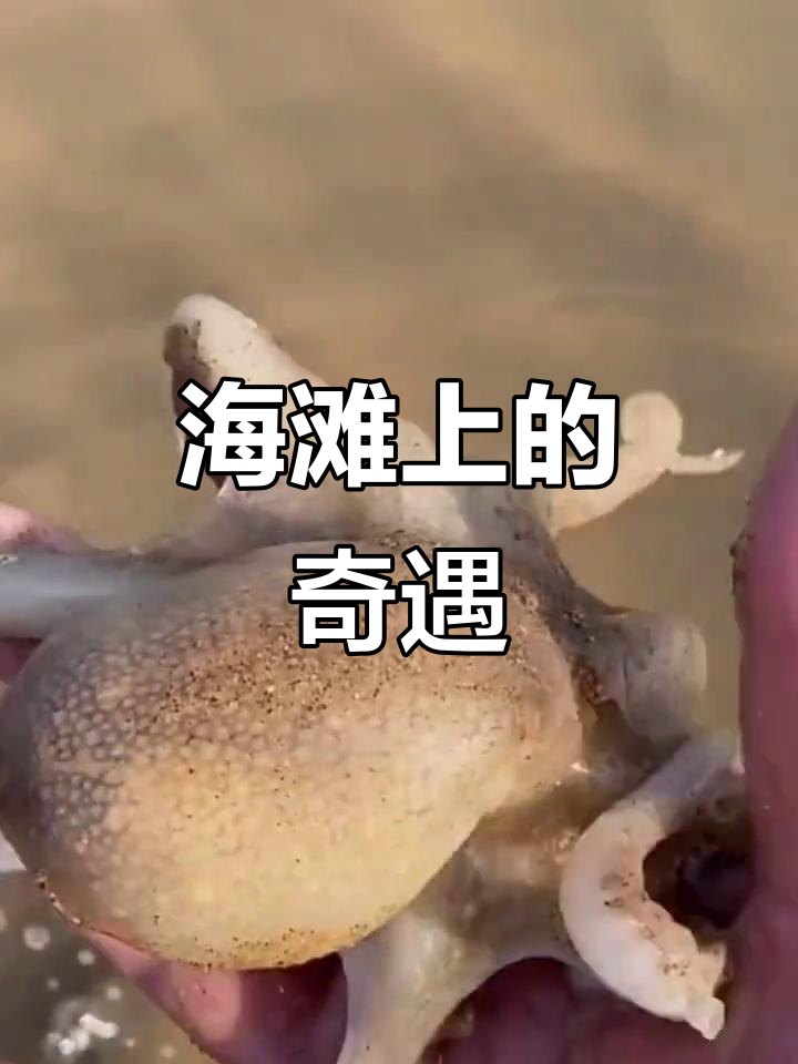 赶海抓海鲜，发现一只奇怪的海老鼠和喷墨小章鱼
