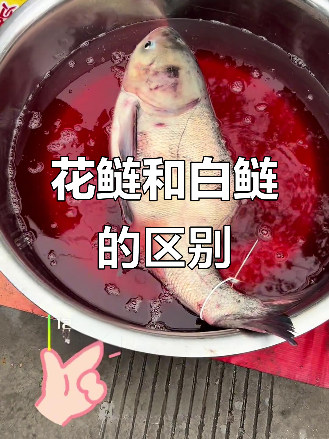 花鲢鱼与白鲢鱼的辨别,尾部特征大揭秘