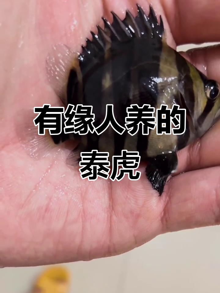 泰国虎鱼到货,左手食指有疤的才能养!