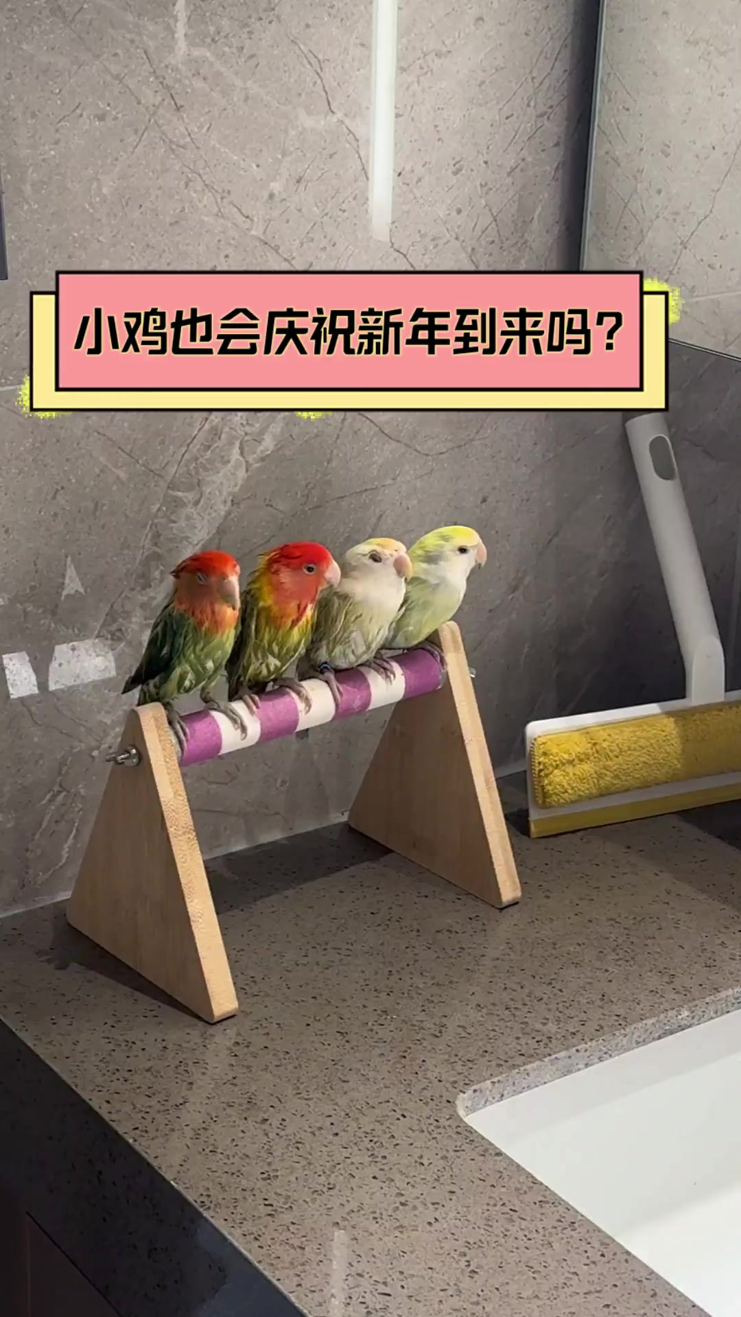 小鸡也会庆祝新年到来吗?