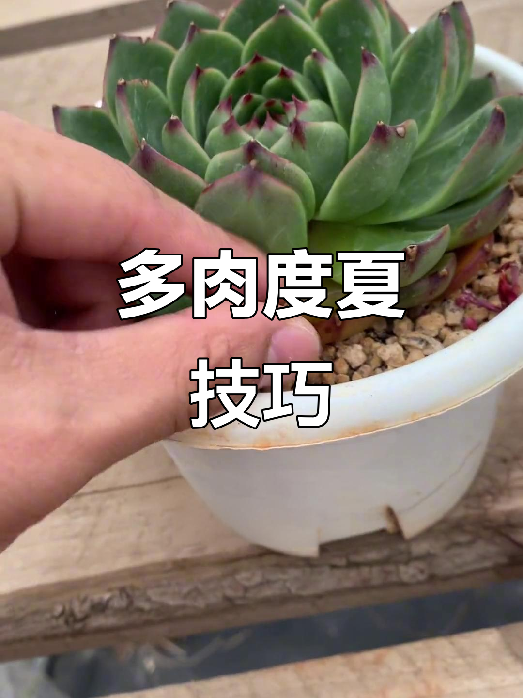 夏季多肉养护全攻略:如何避免真菌感染