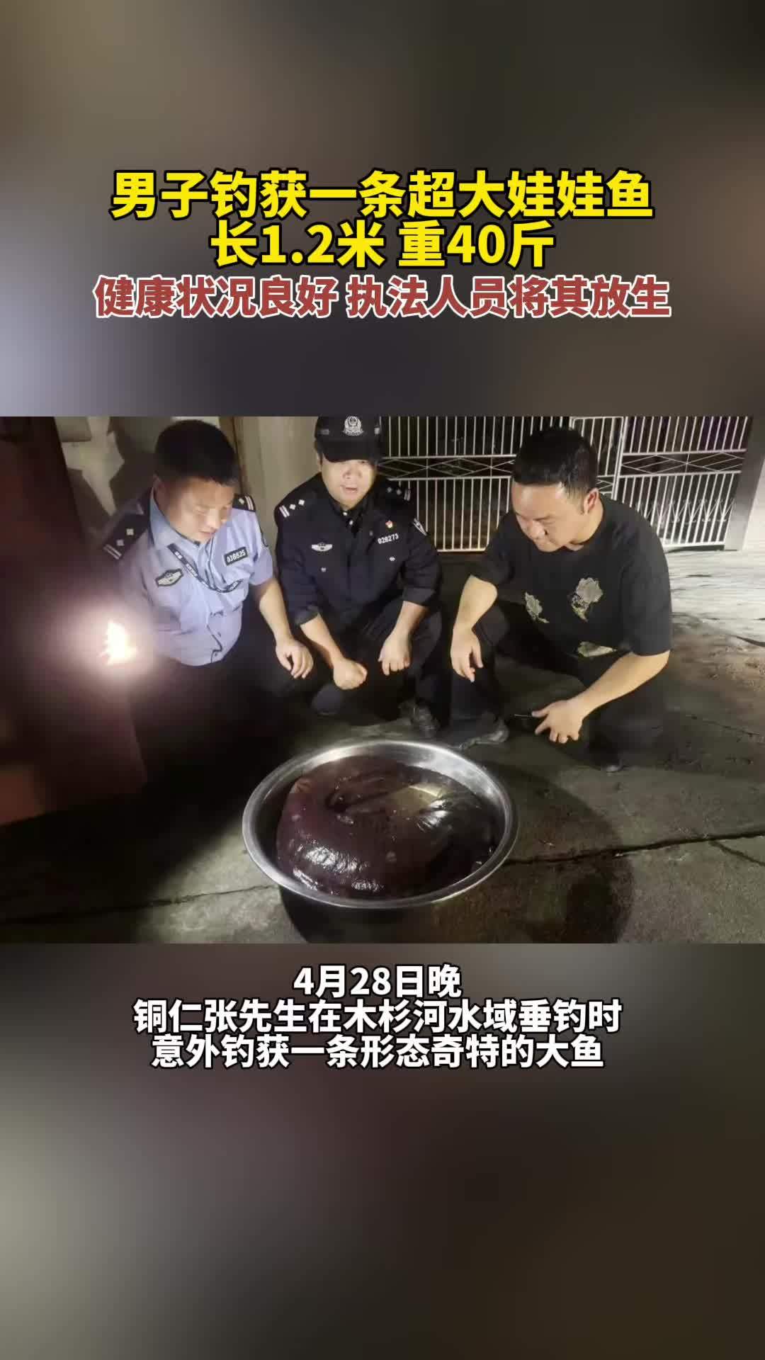 男子钓获一条超大娃娃鱼,长1.2米重40斤