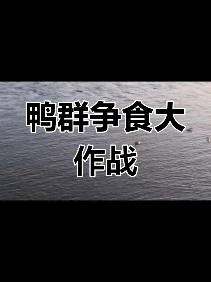鸭绿江上的野鸭子抢鱼大战,激烈又有趣