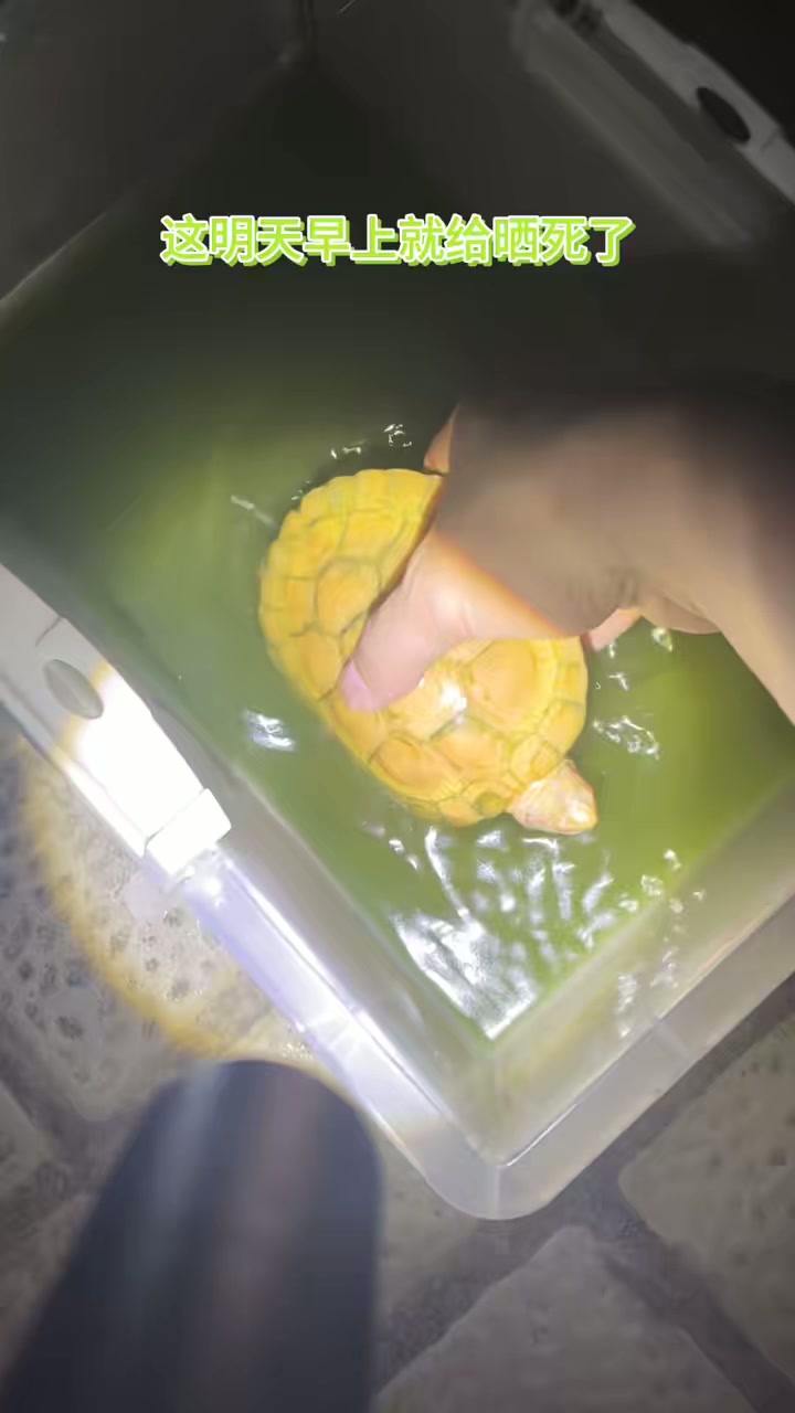 今天喂大鳄数量不少，喜欢小鳄鱼小鳄龟的看主页