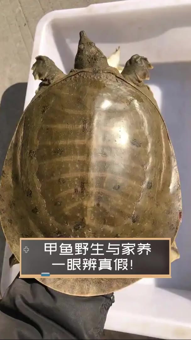 甲鱼野生与家养,一眼辨真假!