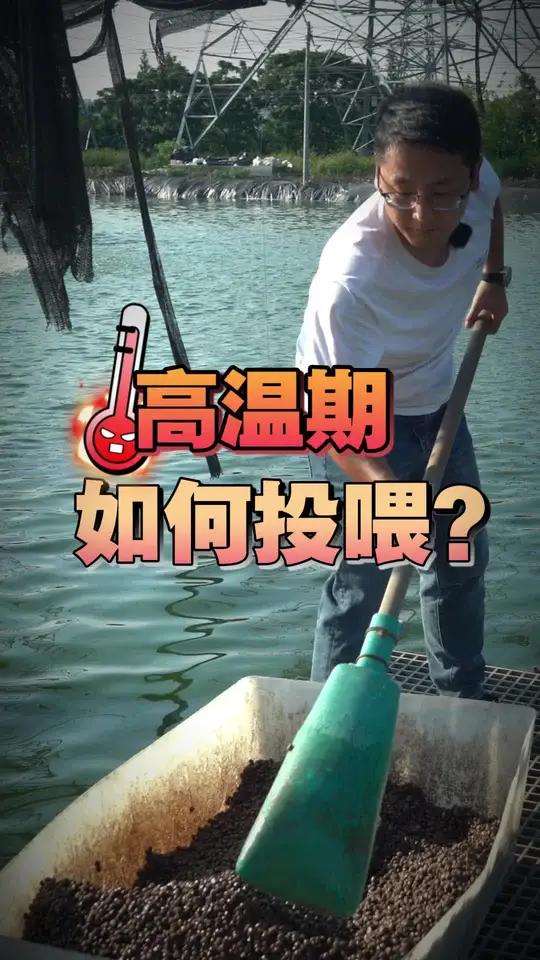 高温期如何投喂?送你一份加州鲈鱼投喂率表,安全投喂避免代谢黄肝