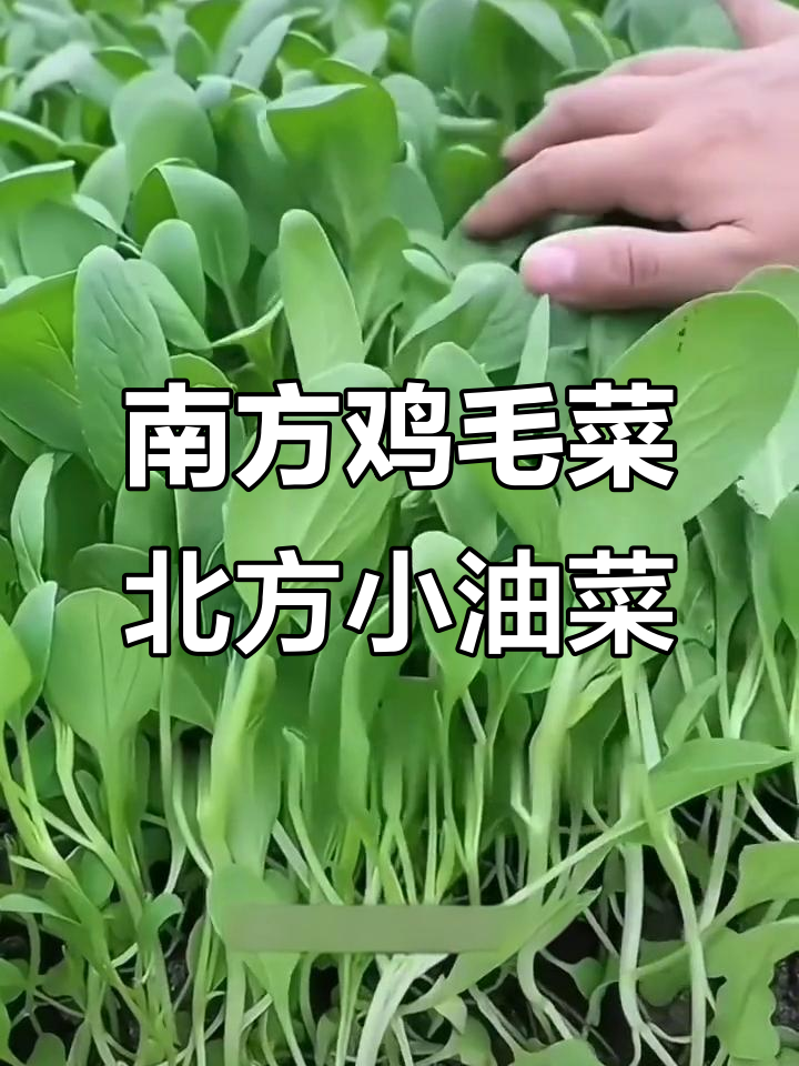 鸡毛菜与小油菜的秘密,南北叫法不同却一样美味
