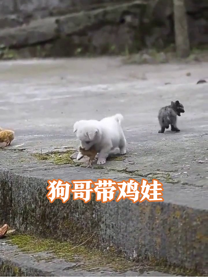 白胖小狗沉迷带鸡娃,爪子扒拉嘴叼着玩,小鸡吓得哆嗦却被温柔舔毛