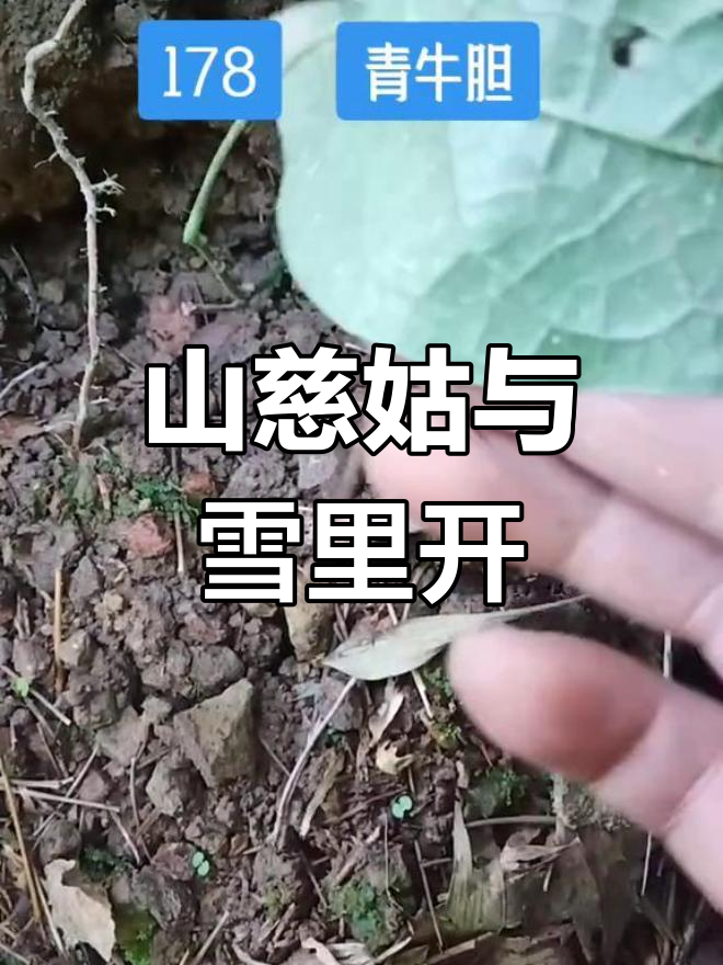青牛胆:多功效的野生药材
