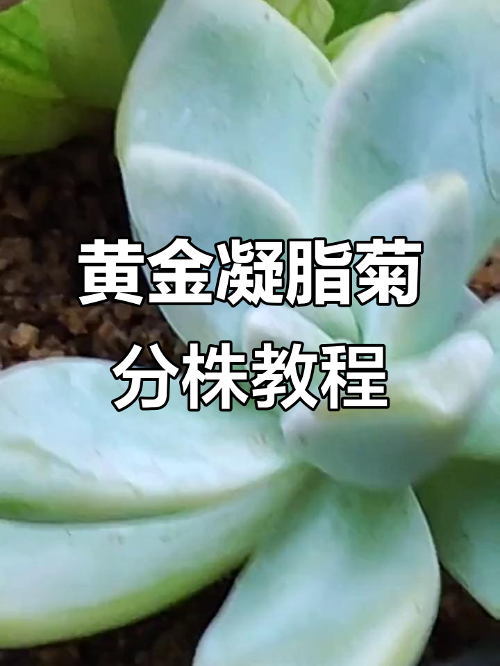 黄金凝脂菊分株技巧,轻松掌握多肉植物繁殖