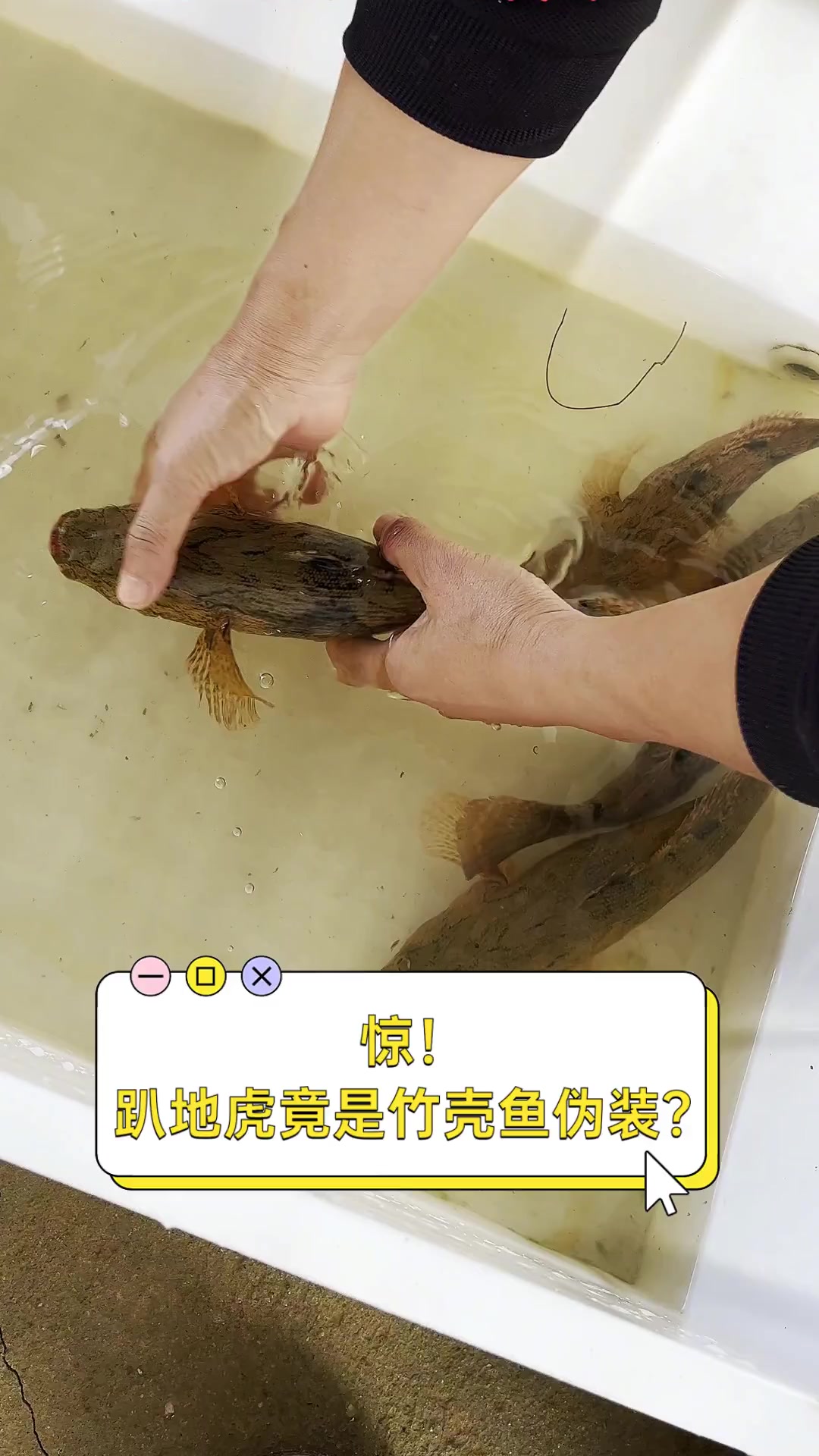 惊!趴地虎竟是竹壳鱼伪装?