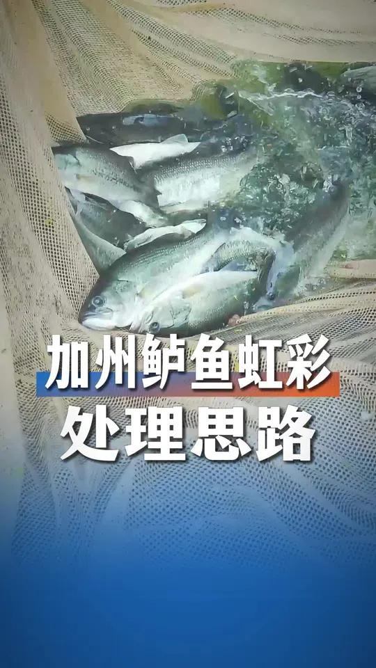 揭秘加州鲈鱼虹彩问题处理思路,没有神Y,只有科学原理!#加州鲈鱼 #水产养殖