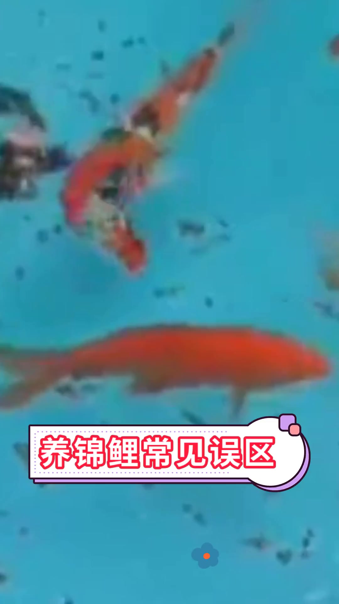 养锦鲤常见误区