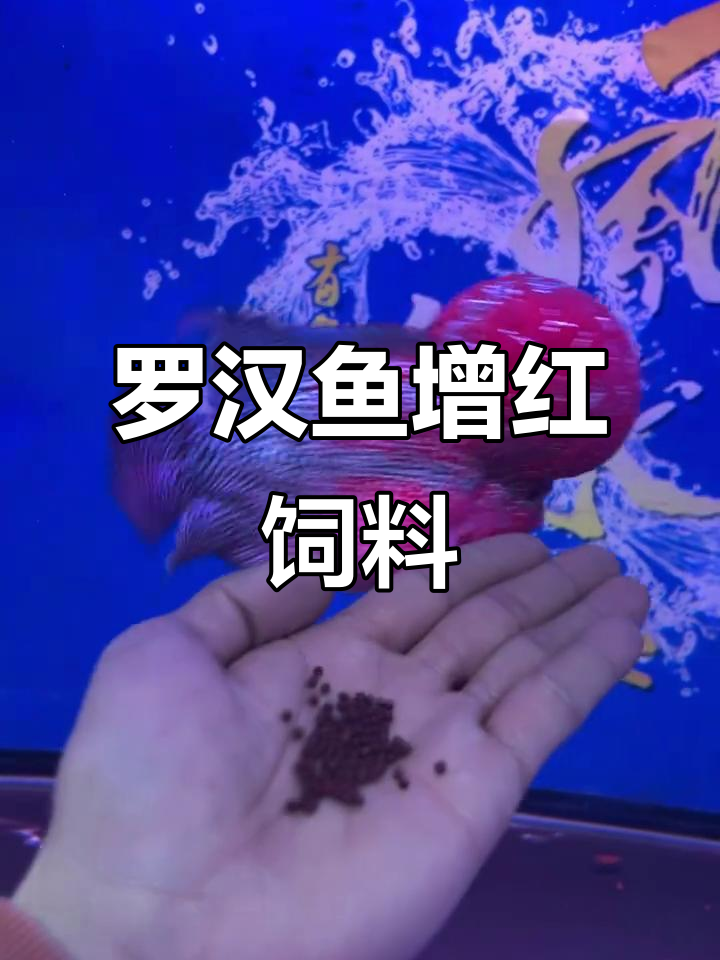 罗汉鱼增红爆头饲料，效果惊人