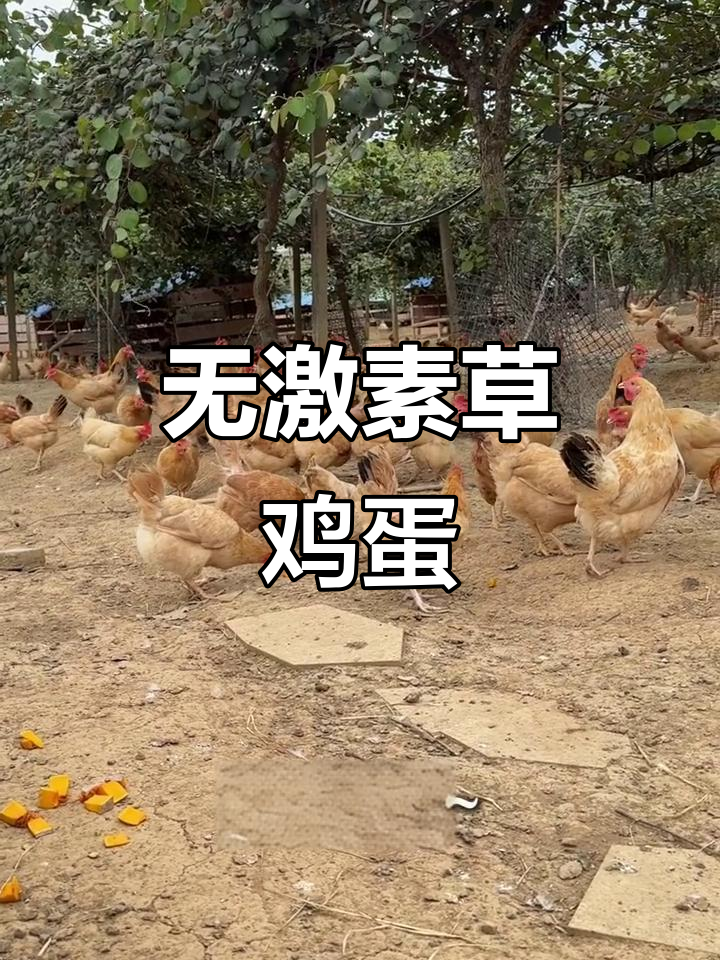 怕激素蛋?选咯咯农场0激素草鸡蛋,放心给家人吃