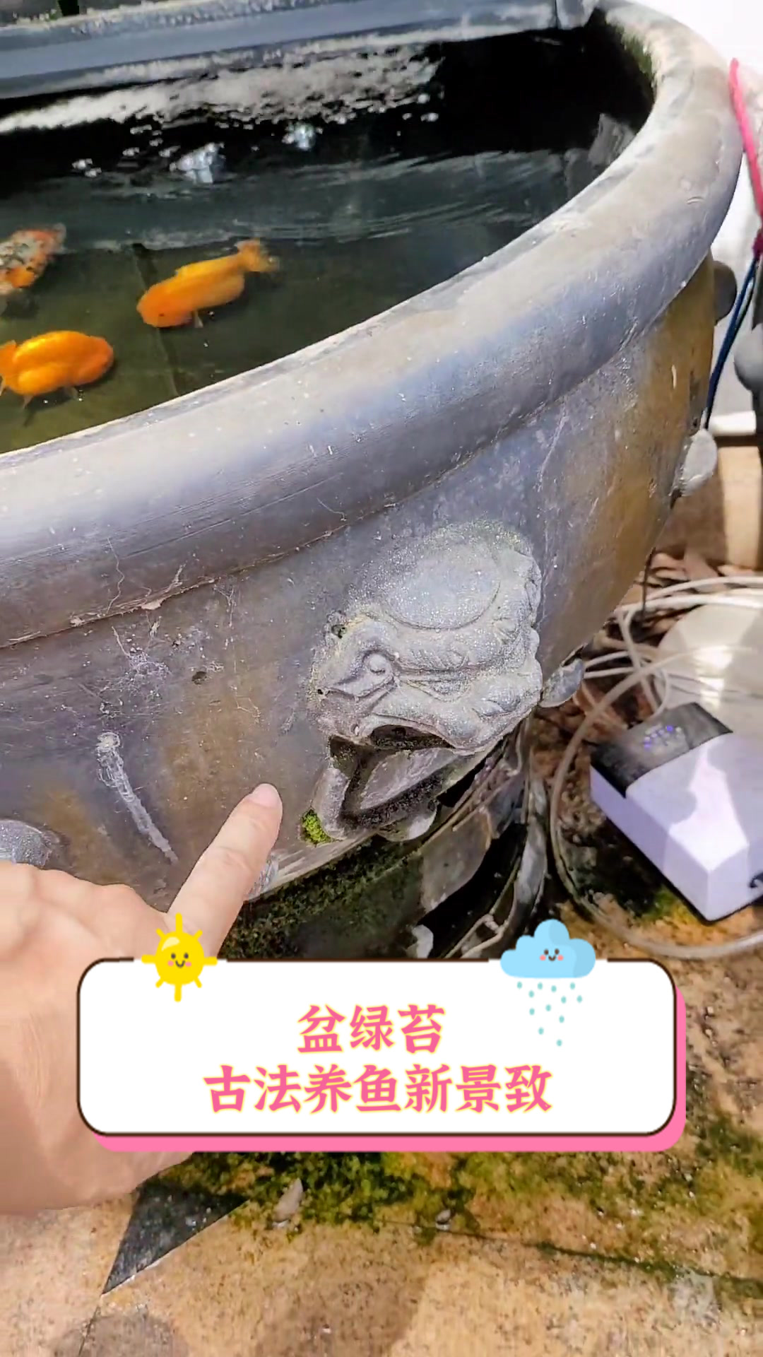 盆绿苔,古法养鱼新景致