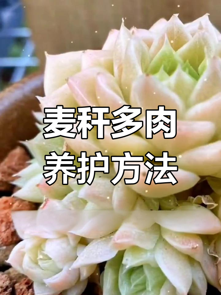 多肉麦秆养护技巧:如何保持美丽颜色