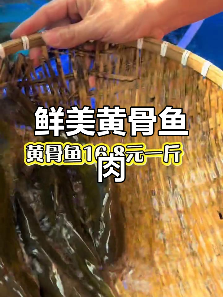 黄骨鱼新鲜到货,肉质鲜嫩无比,搭配黄桂饼吃最美味
