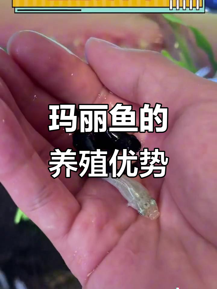 玛丽鱼超好养,不挑水、不挑食,繁殖能力堪比老母猪