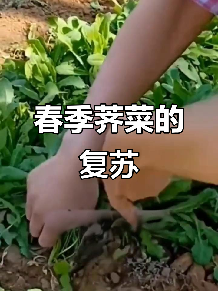 荠菜耐寒,秋冬种春收,春天来临时生机勃勃!