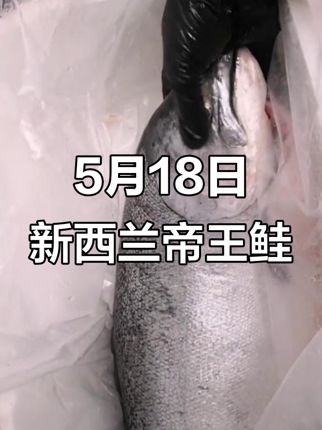 5月18日新西兰帝王鲑到货，银白色鱼身大头揭秘