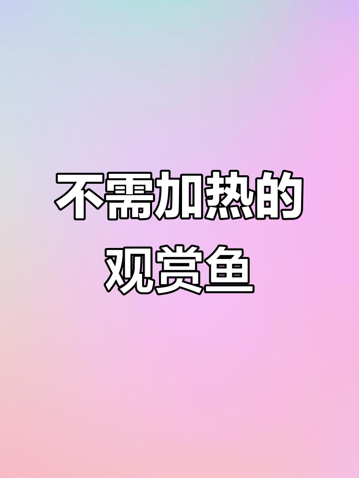 冬季无需加温,白云金丝鱼轻松过冬